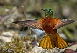 Chestnut-breasted Coronet