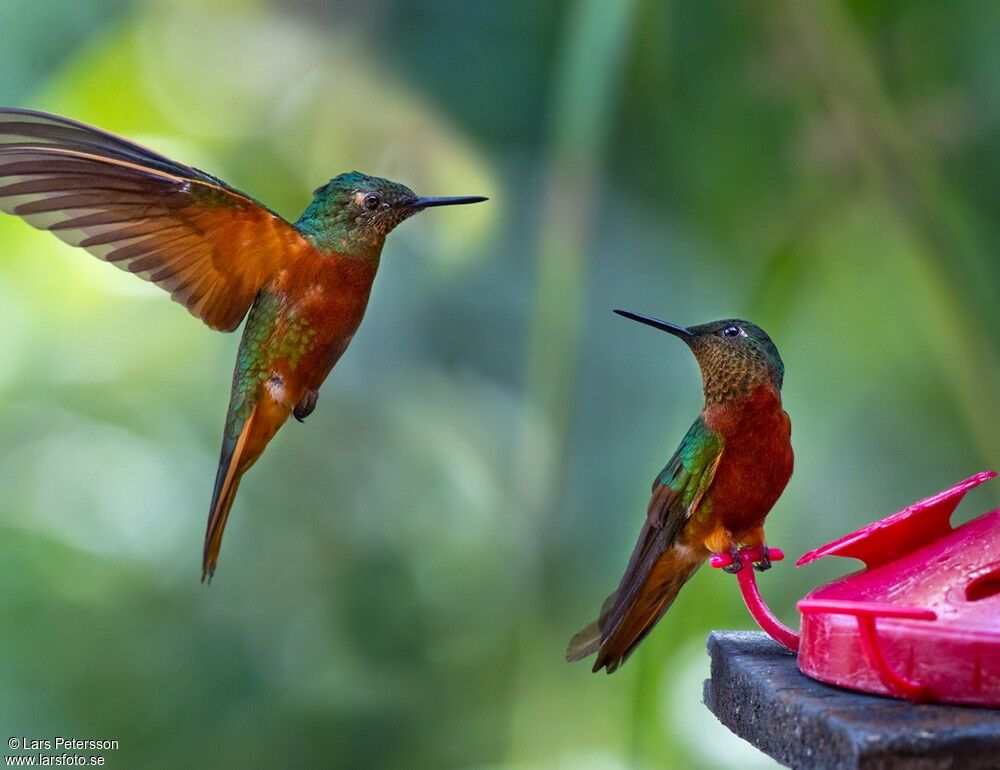 Chestnut-breasted Coronet