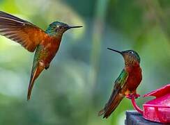 Chestnut-breasted Coronet