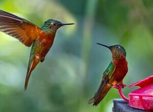 Colibri de Matthews