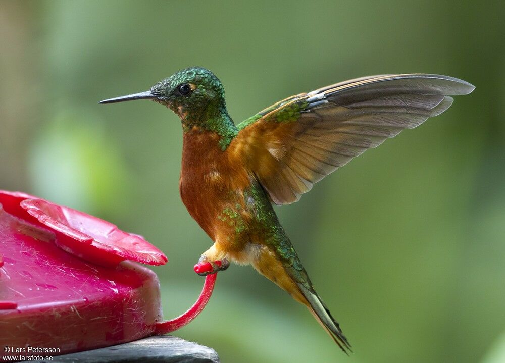 Chestnut-breasted Coronet