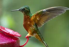 Chestnut-breasted Coronet