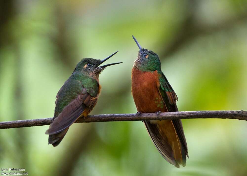 Colibri de Matthewsadulte, Comportement