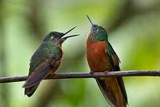 Colibri de Matthews