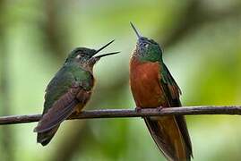 Chestnut-breasted Coronet