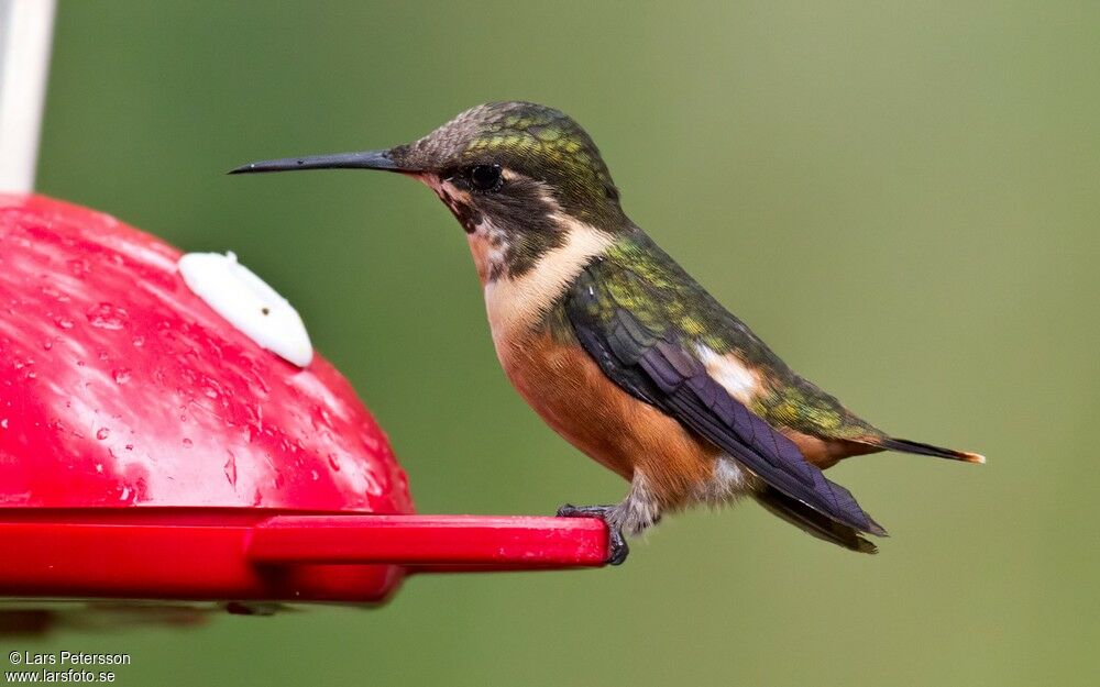 Purple-throated Woodstar