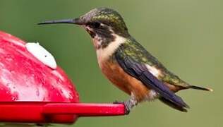 Purple-throated Woodstar