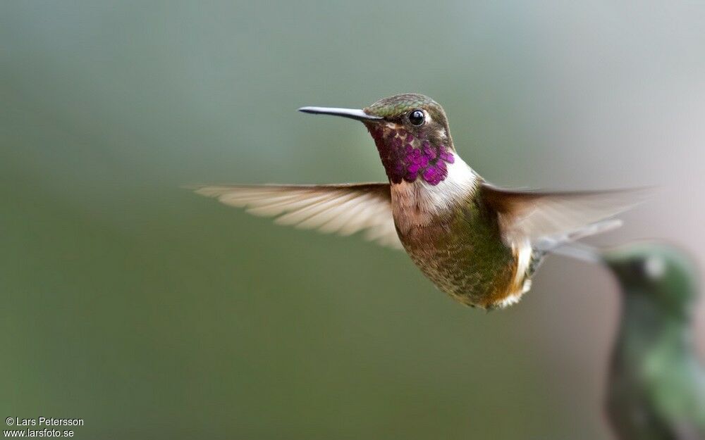 Purple-throated Woodstar