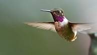 Colibri de Mitchell