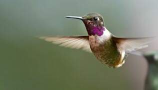 Purple-throated Woodstar