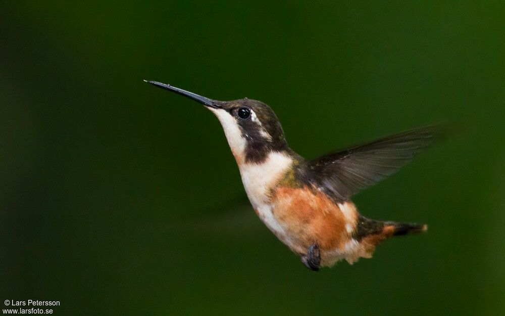 Purple-throated Woodstar