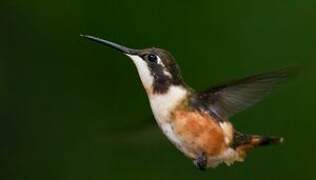 Purple-throated Woodstar