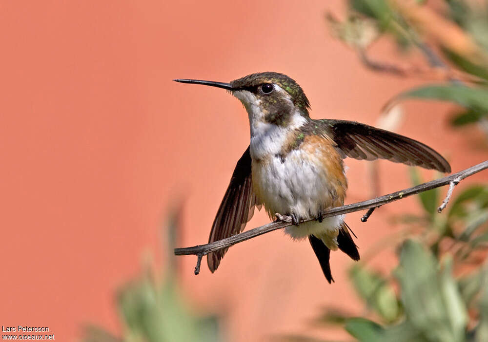 White-bellied Woodstar female adult, close-up portrait