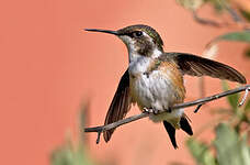 Colibri de Mulsant