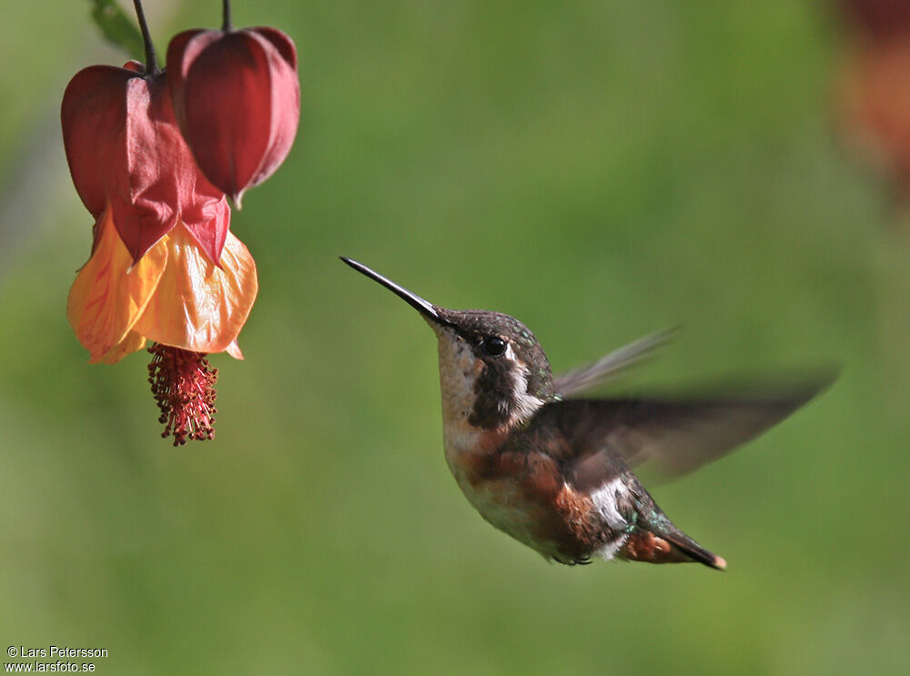 White-bellied Woodstar