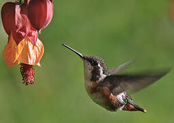 White-bellied Woodstar