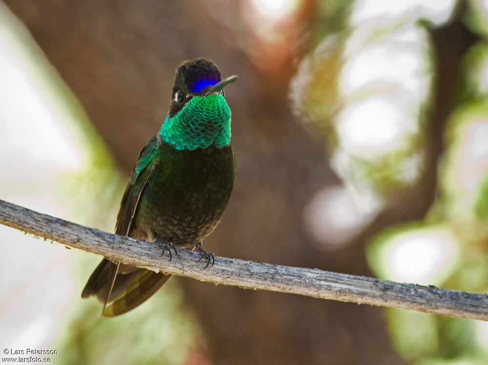 Rivoli's Hummingbird