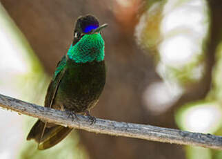 Colibri de Rivoli