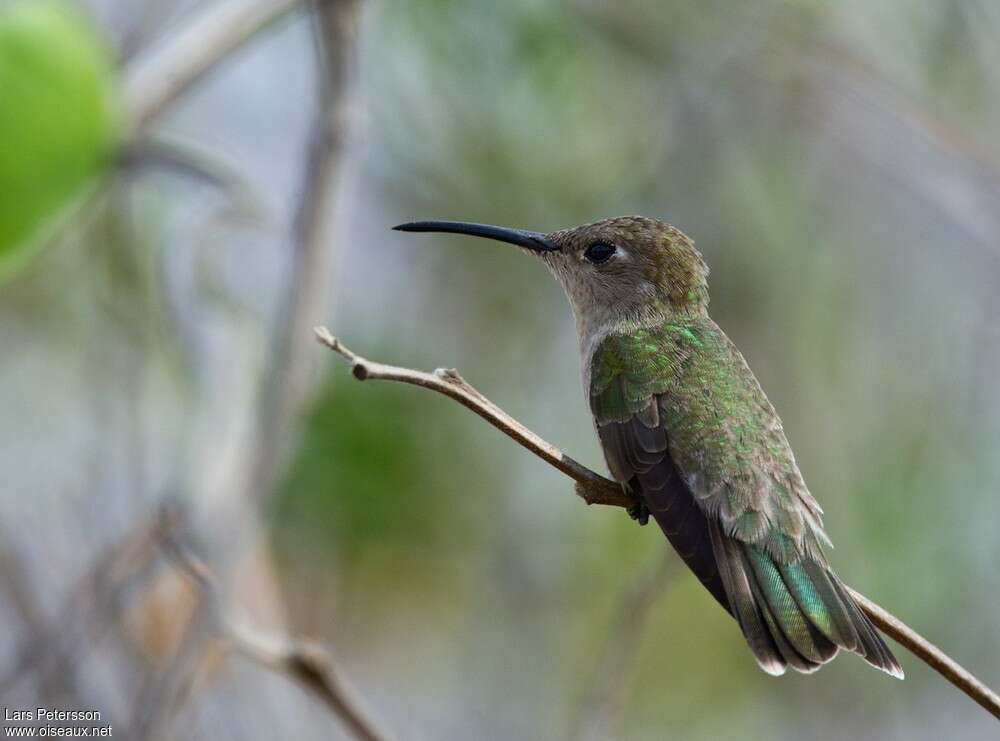 Colibri de Tumbesadulte, pigmentation