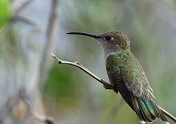 Colibri de Tumbes