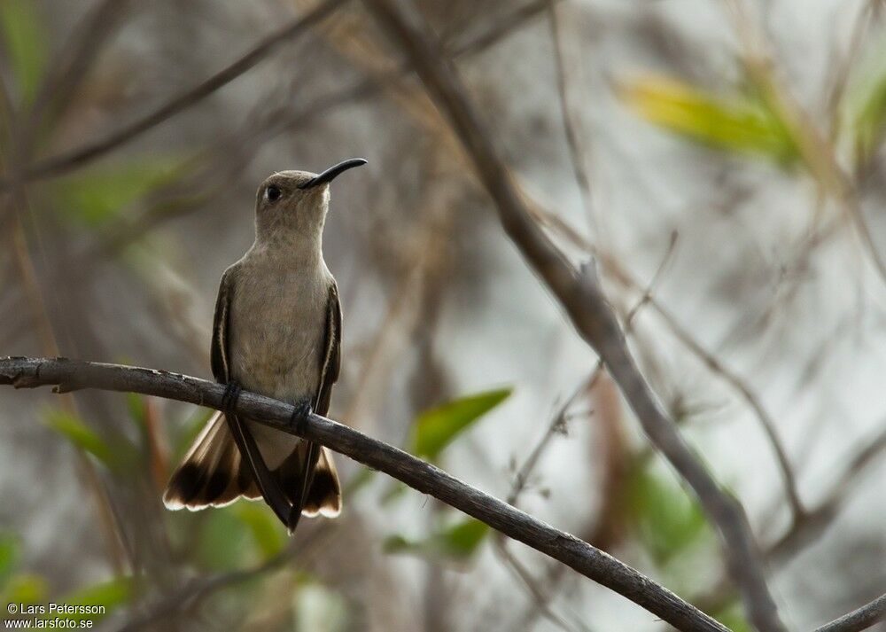 Tumbes Hummingbird