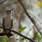 Colibri de Tumbes