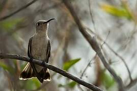 Tumbes Hummingbird