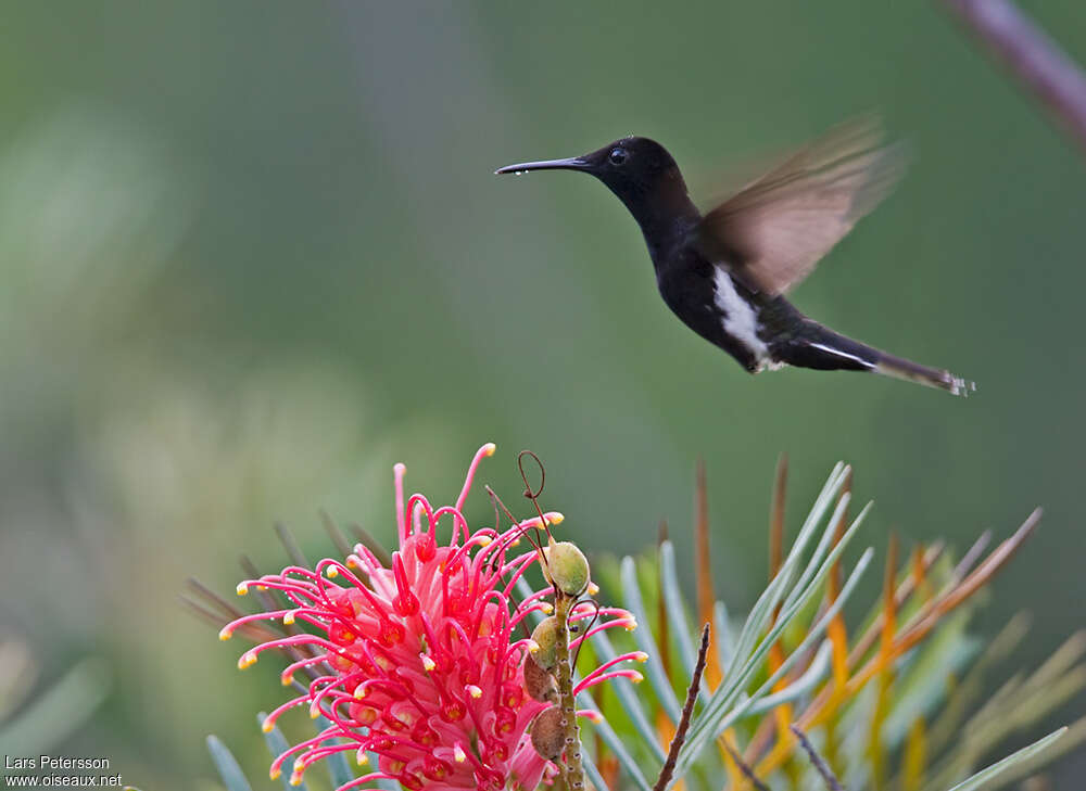 Black Jacobin, Flight