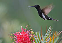 Colibri demi-deuil