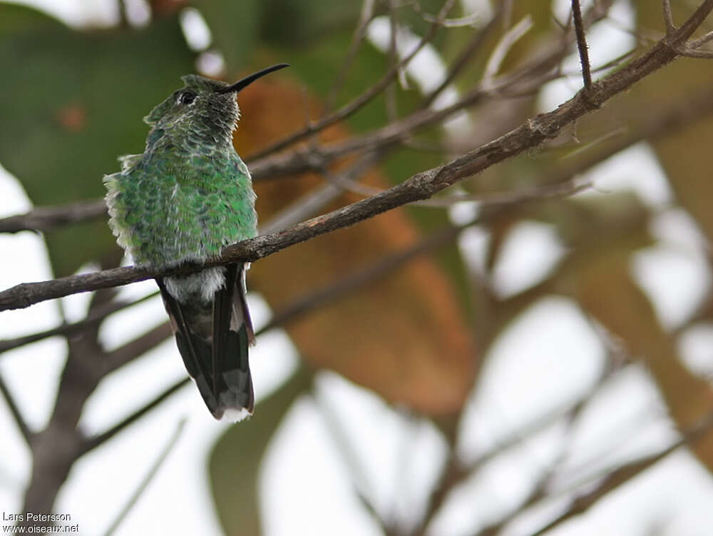 Colibri des tépuis mâle adulte, identification