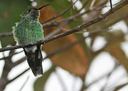 Tepui Goldenthroat