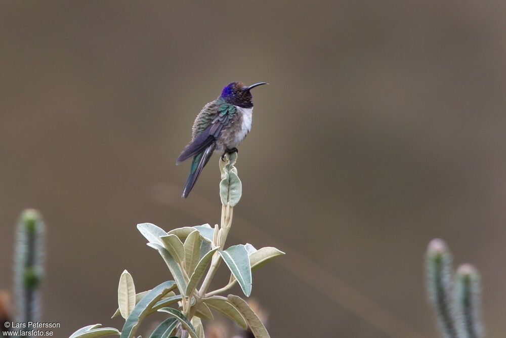 Ecuadorian Hillstar