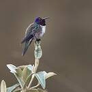 Colibri du Chimborazo
