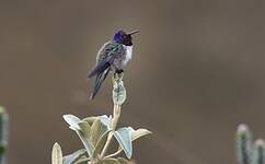 Colibri du Chimborazo