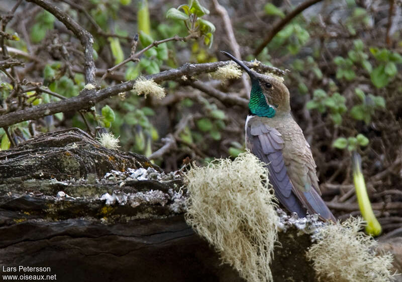 Colibri estelle mâle adulte, habitat