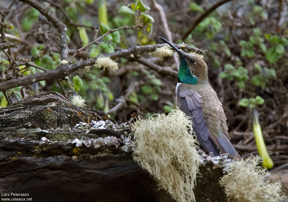 Colibri estelle mâle adulte, habitat