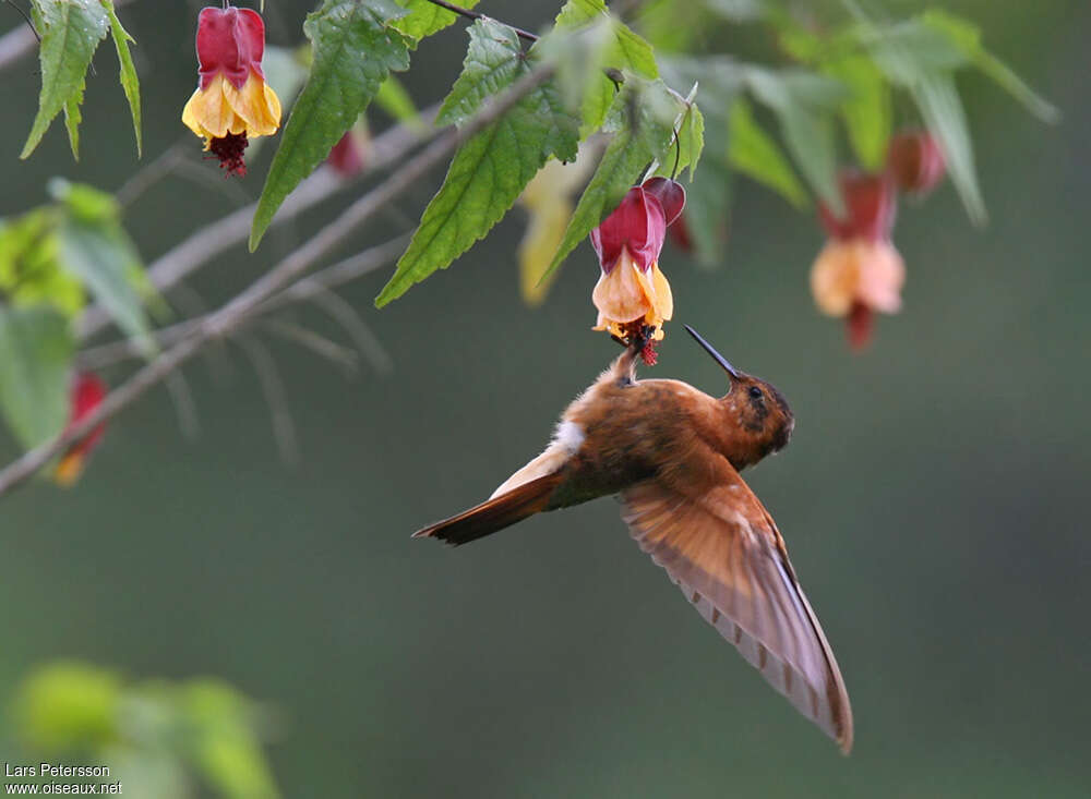 Shining Sunbeamadult, Flight, feeding habits, eats