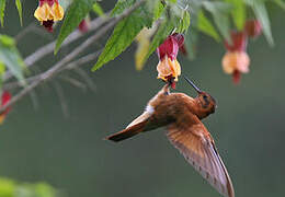 Colibri étincelant