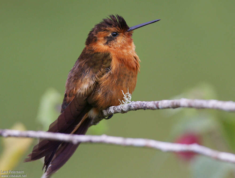 Shining Sunbeamadult, identification