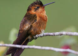 Colibri étincelant