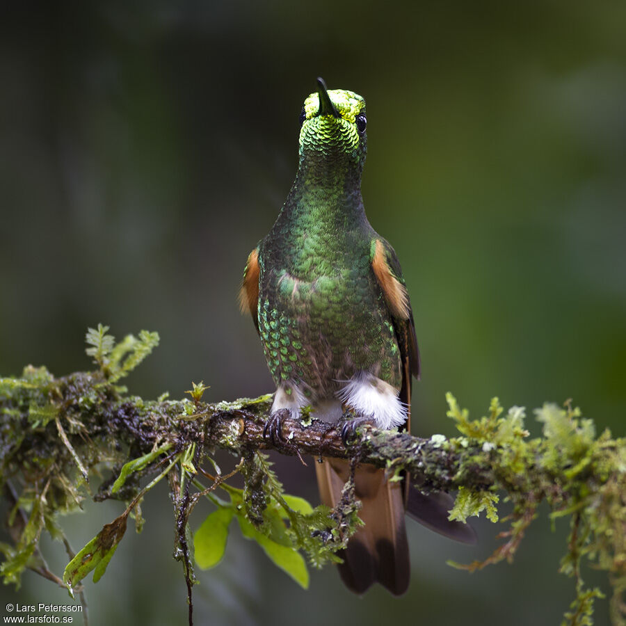 Buff-tailed Coronet