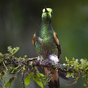 Buff-tailed Coronet