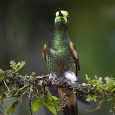 Colibri flavescent