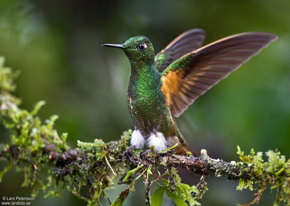 Colibri flavescent