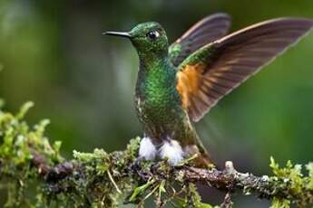 Colibri flavescent