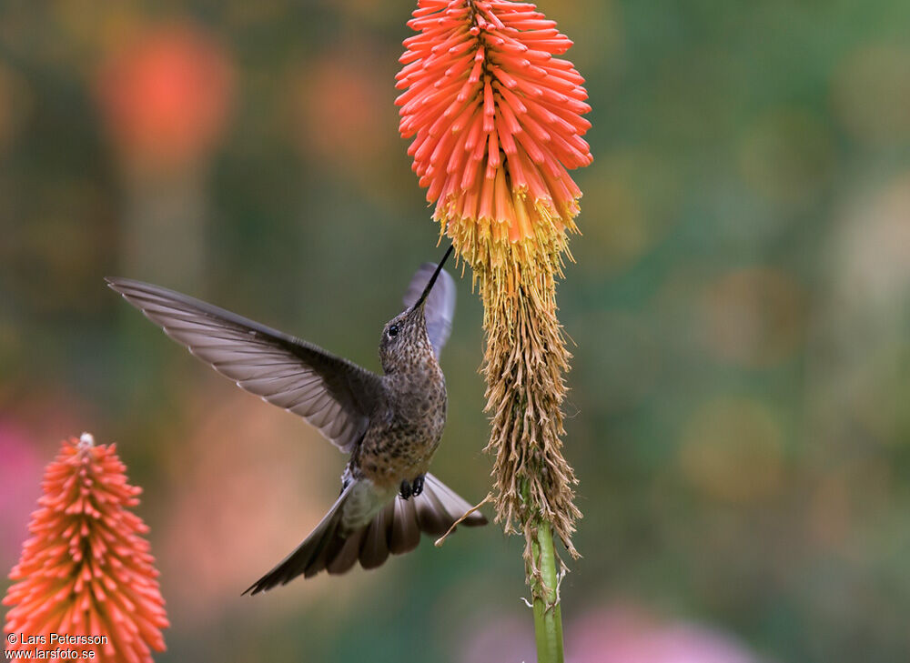 Colibri géant