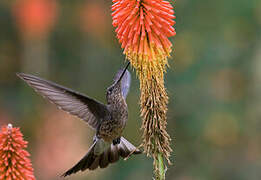 Giant Hummingbird