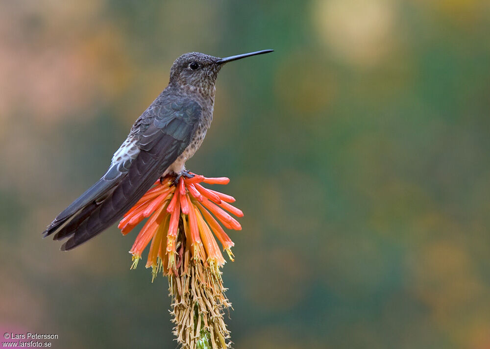 Giant Hummingbird