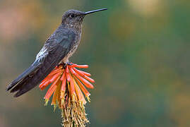 Colibri géant