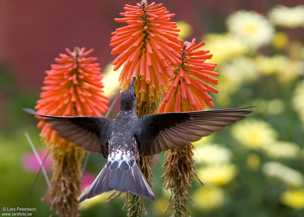 Colibri géant